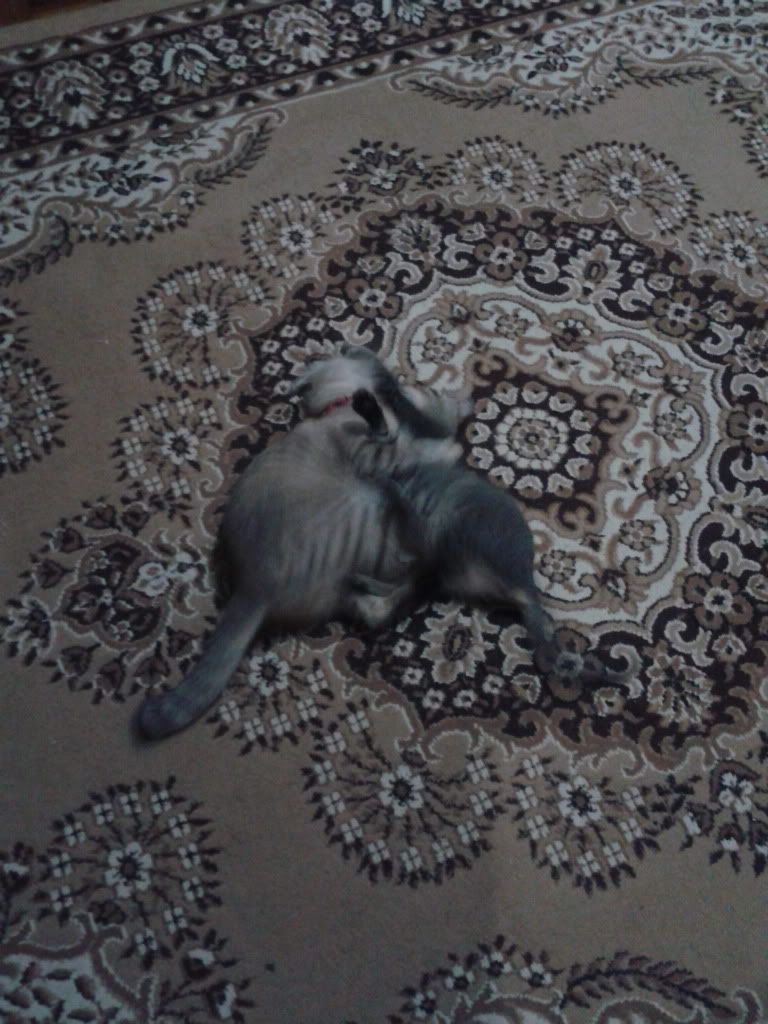 Memey bergomol atas karpet
