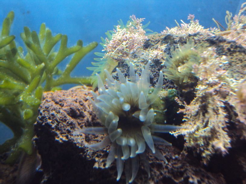 Anemone01_zps928334c8.jpg