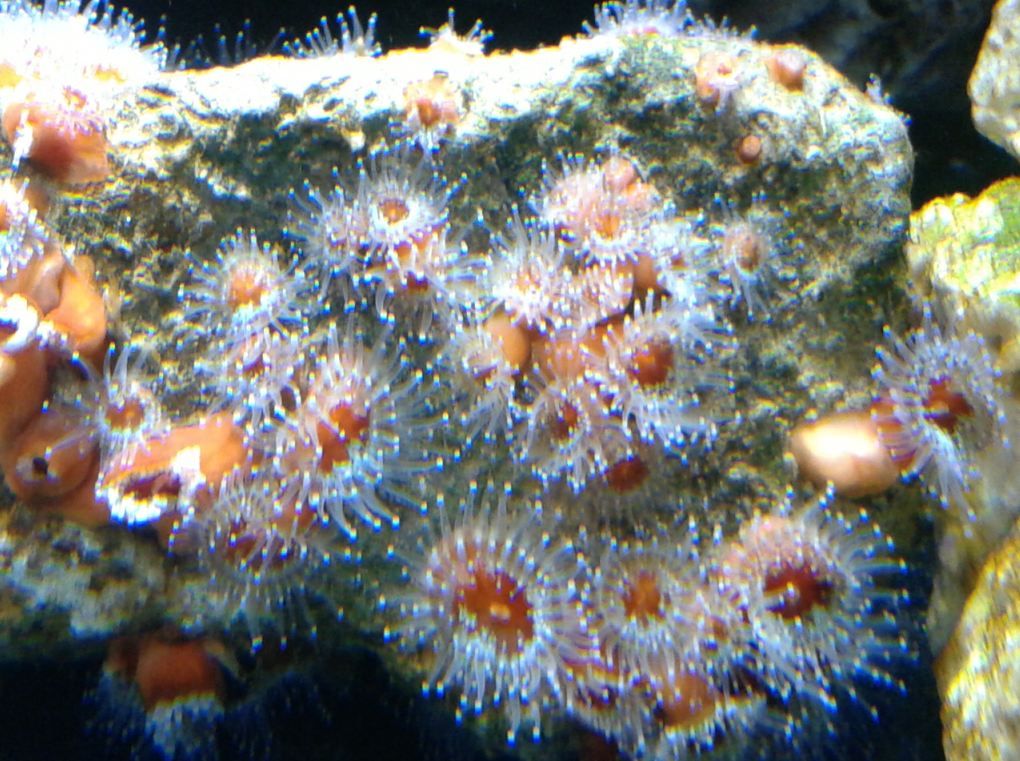 Corallimorphs11Feb1404_zps11bcc357.jpg