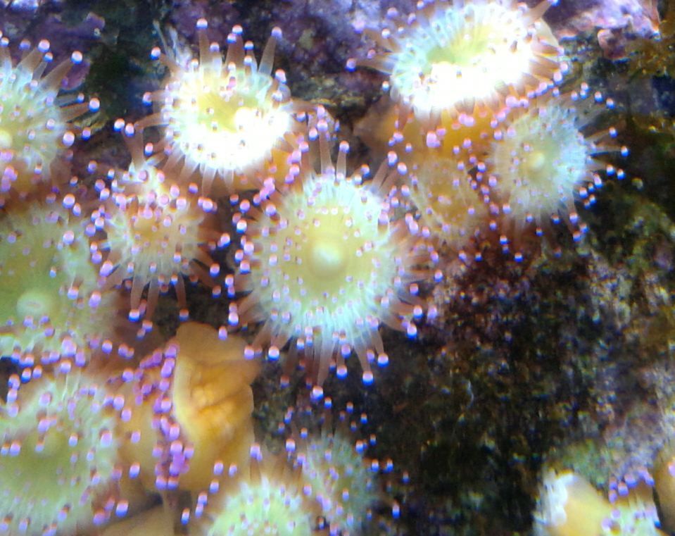 Corallimorphs11Feb1406_zps5030502a.jpg