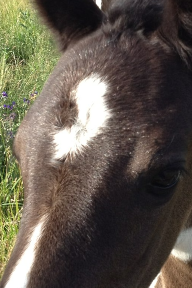 What Are Your Thoughts On Swirls? The Horse Forum