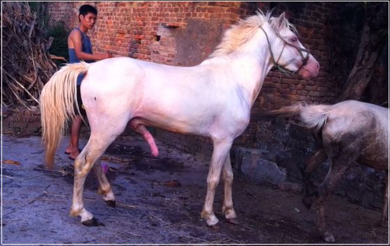 Có bác nào có thích nuôi ngựa không ^^ - 2