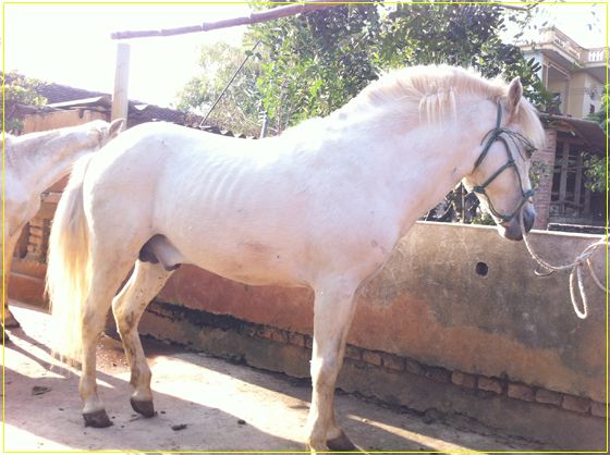 Có bác nào có thích nuôi ngựa không ^^ - 1