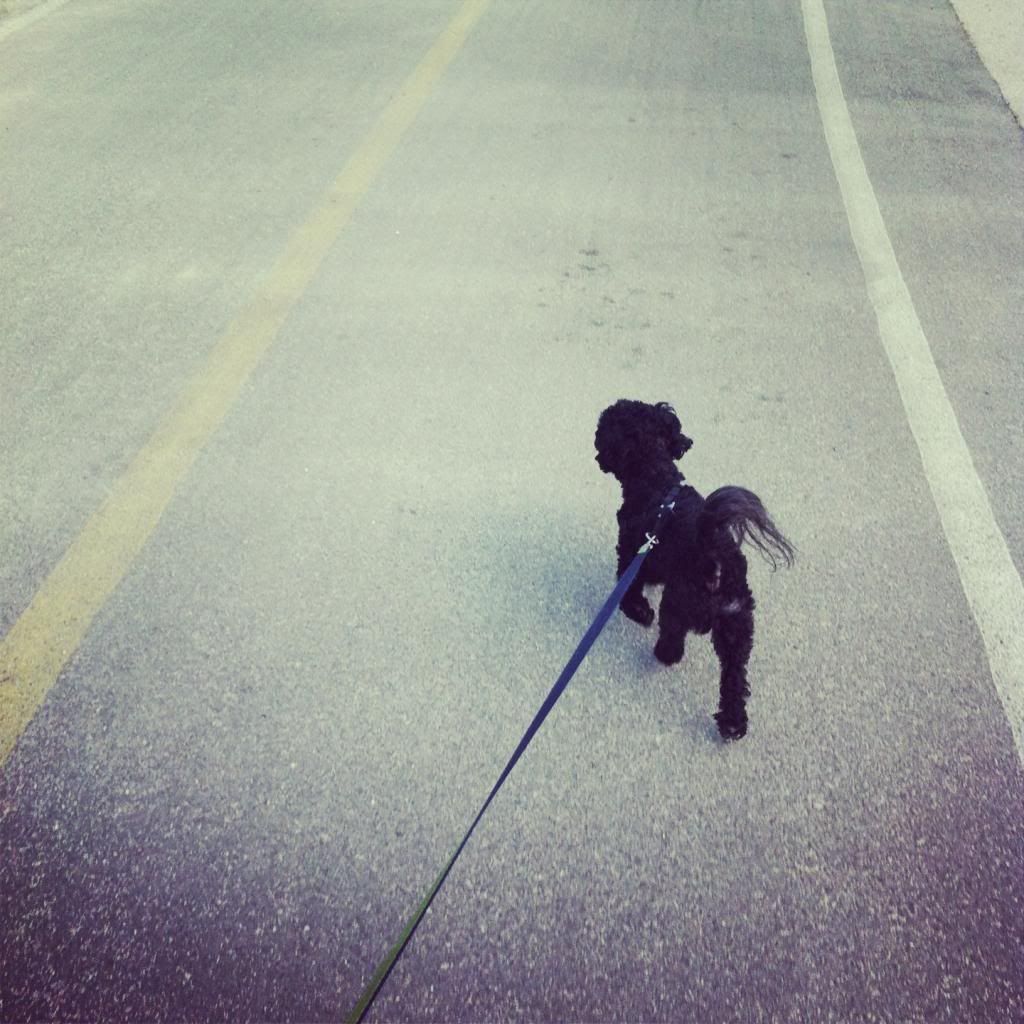 dog walking fitness poodle bichon exercise motivation