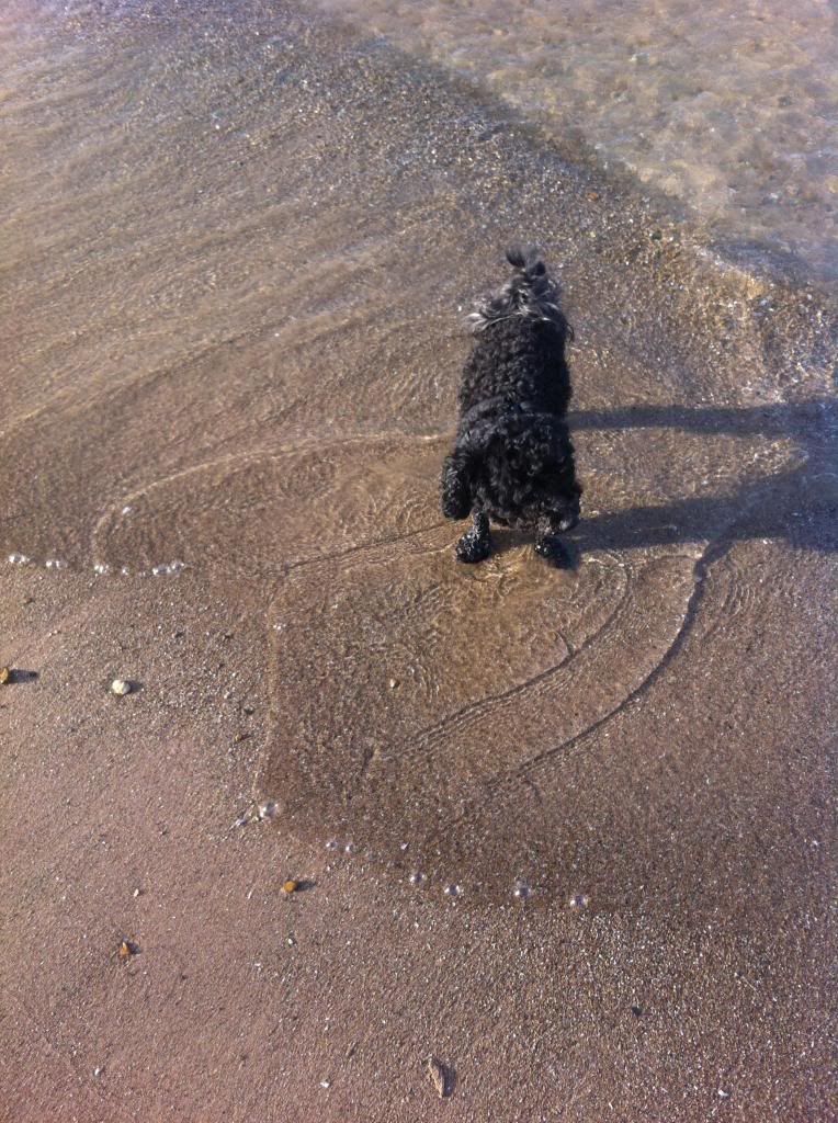 dog walking fitness poodle bichon exercise beach jogging