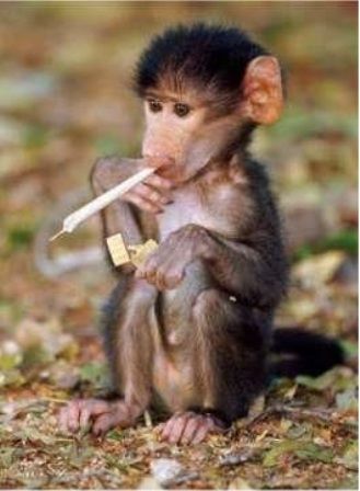 monkey photo: Smoking Addicted Monkey.... fbsharing_zpsbe3b037c.jpg