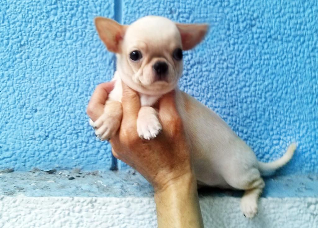 Chihuahua VÀ Poodle mini-siêu mini (Bỏ túi!) lông dài-ngắn thuầnchủng, Bán-Nhận phối giống. - 11