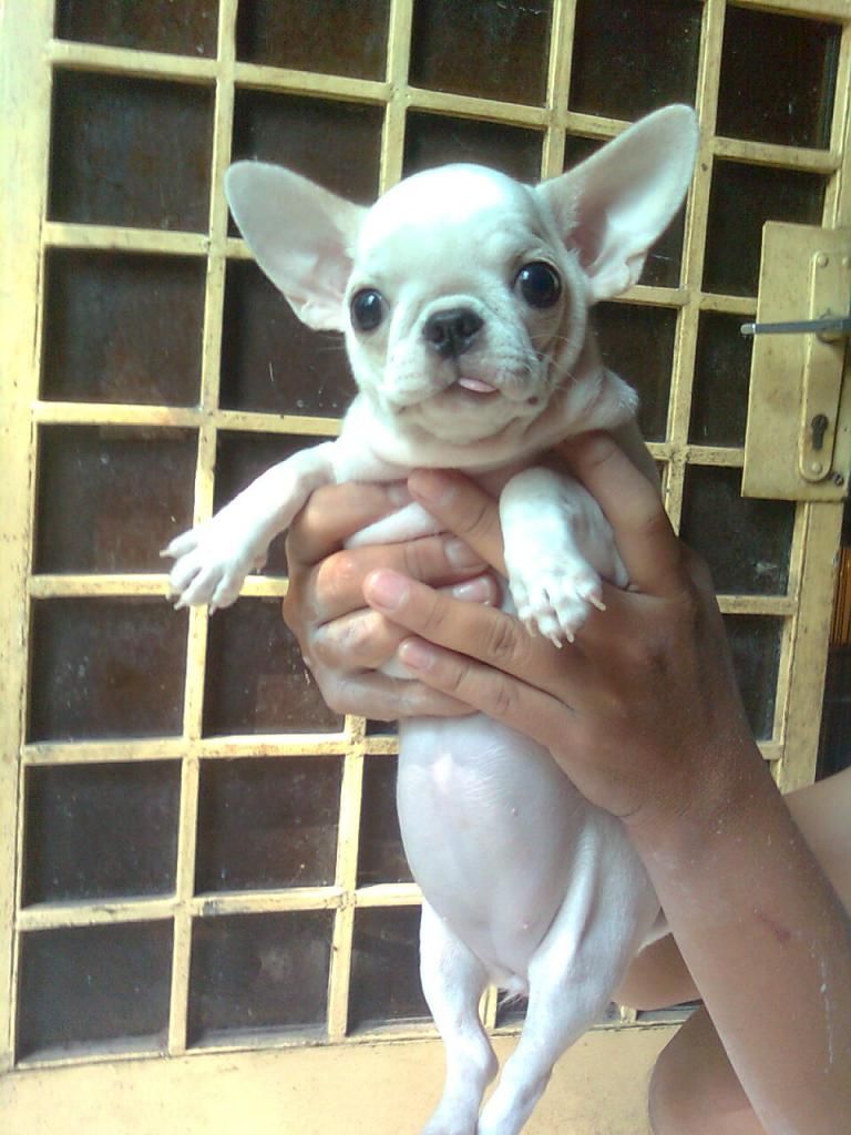 Chihuahua VÀ Poodle mini-siêu mini (Bỏ túi!) lông dài-ngắn thuầnchủng, Bán-Nhận phối giống. - 12