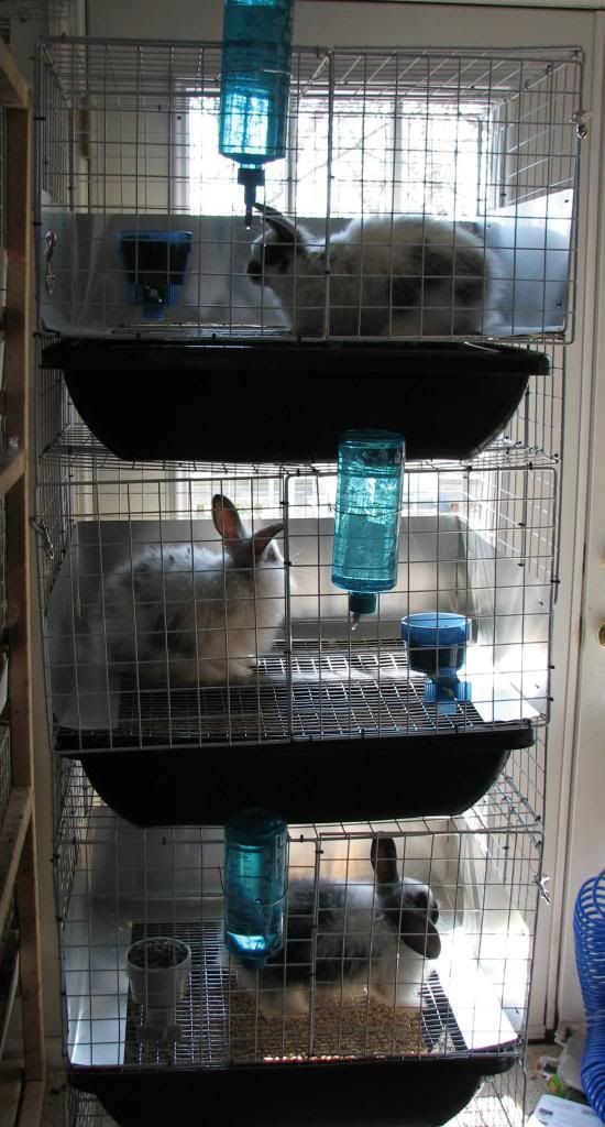 How to make Urine guard actually work????? Rabbit Talk Meat Rabbit