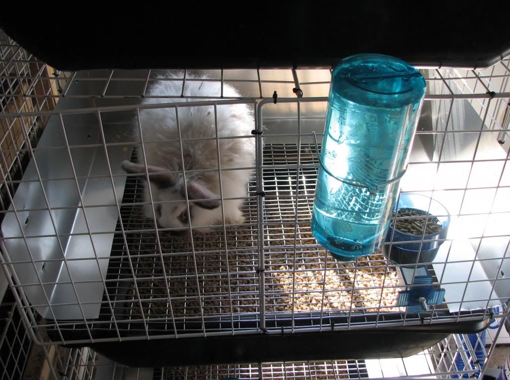 My new 3 tier DIY rack plus cheap urine gaurds Rabbit Talk Meat