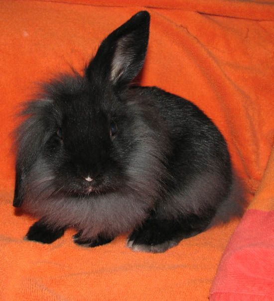 half lop rabbit