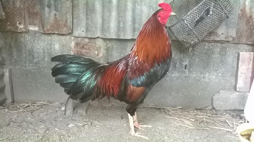 Hóc Môn - Cung cấp gà cựa