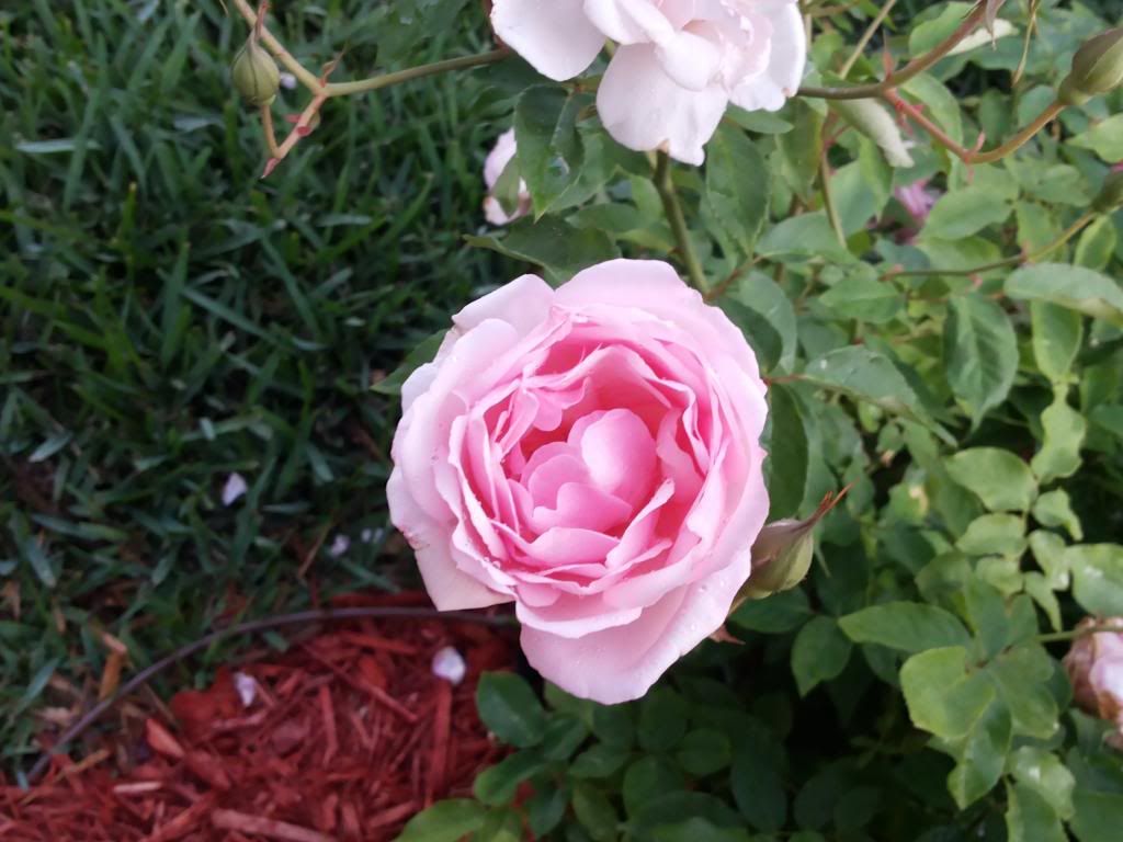 photo 2014-04-11191047_zpsde0cad61.jpg