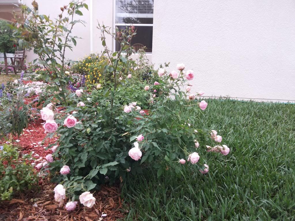 MPO Bush photo 20140408_184446_zpsc9cfb6c5.jpg