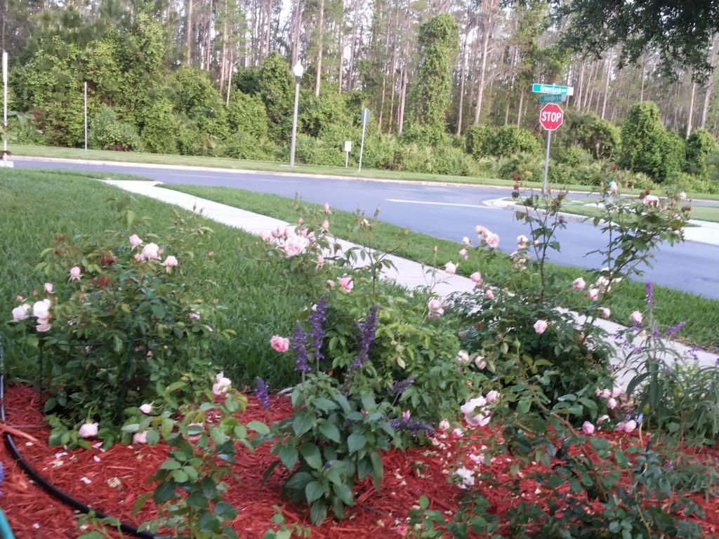 MPO Bush3 photo 20140411_191035_zps476512dc.jpg