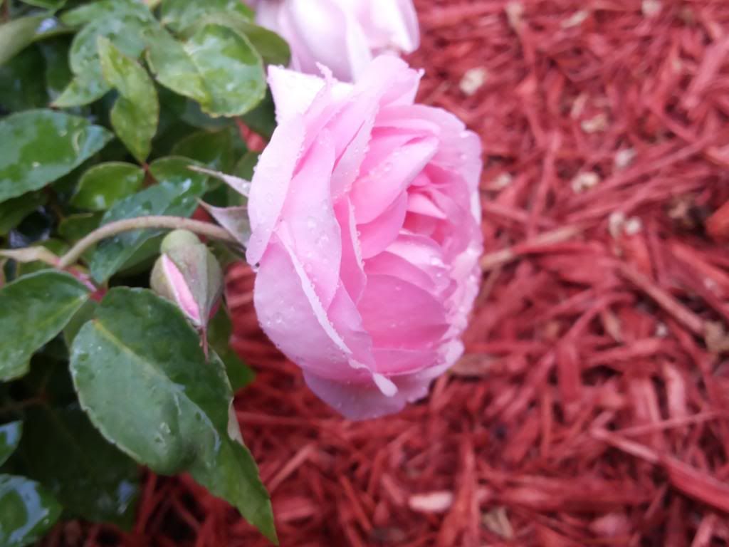 Pierre Oger photo 20140411_191131_zps87fd1a95.jpg