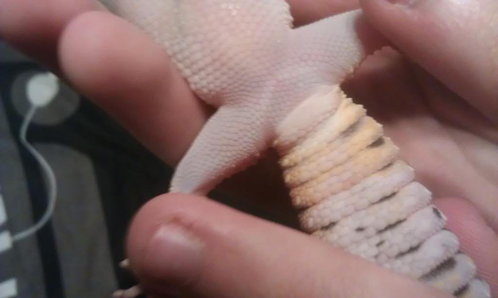 Leopard Gecko femoral pore help requested Reptile Forums