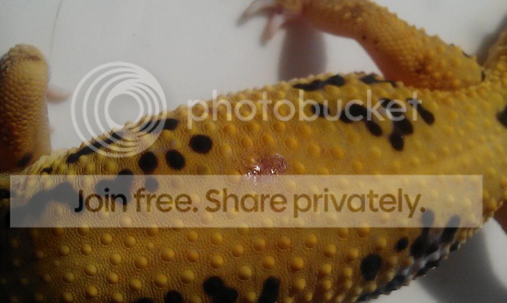 Post-shed Injury - Leopard Gecko | Reptile Forums